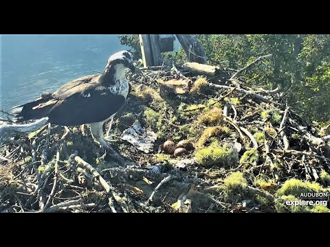 Banging, clanging, dropping things, Lady alerting 2020 05 27 21 38 38 377