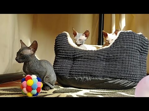 Sphynx Kittens are Having Great Funny Time Playing Together🔸Don Sphynx