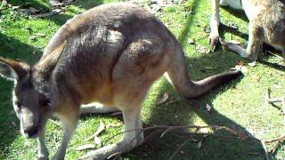 preview picture of video 'Disappearing Baby Joey Kangaroo'