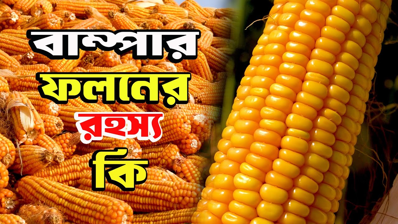 ভুট্টার বাম্পার ফলনে খুশি কৃষক