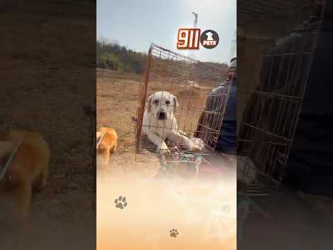 May mắn em đã gặp được gia đình mới với những người bạn thân thiện 🥰