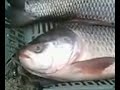 Twin Fish In Kolkata