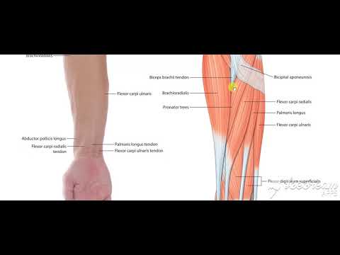 Forearm muscles 5