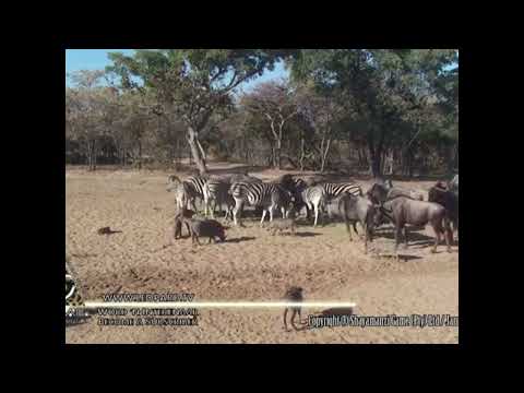el caballo patea a la cabra y la cebra patea al jabalí