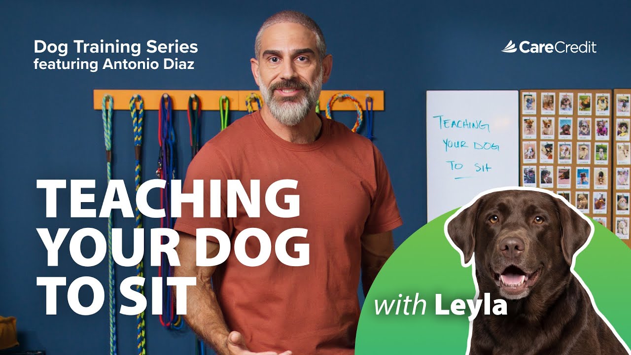 CCWellU-Video-Teach Dog to Sit