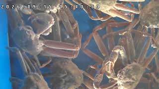 【LIVE】活蟹水槽ライブカメラ【かにのマルマサ】 live webcam