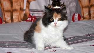 Our sweet princess JULIET ❤ From mating to 80 days ❤ With mom India and dad Daniel Jr.