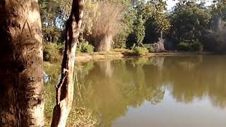 preview picture of video 'Elephant water hole, Aiyur reserve forest, Bettamugilalam, Kodakkarai, Denkanikottai'
