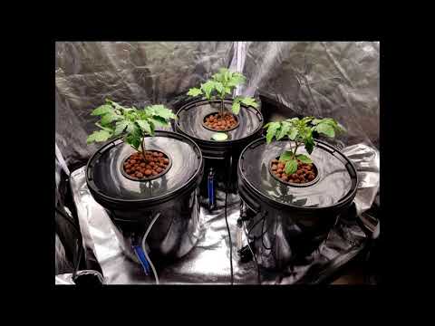 Deep Water Culture Hydroponic Peppers plants