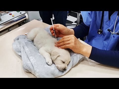 예방접종 주사 맞는데 졸고있는 강아지...