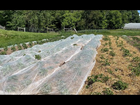 , title : 'Non-chemical methods for managing Colorado Potato Beetle'