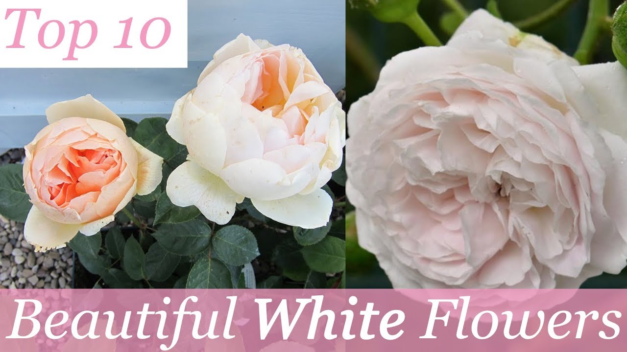 Top 10 Most Beautiful White Flowers | Beautiful Flowers
