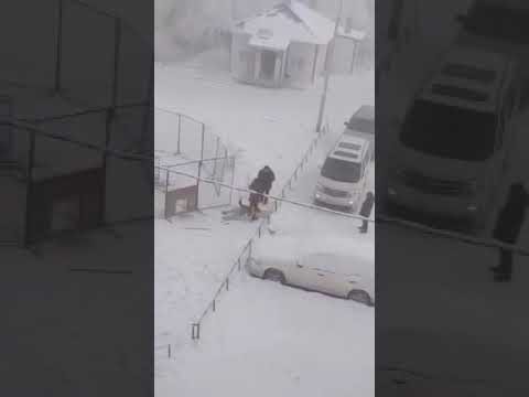 В Якутске женщина сломала кувалдой ловушку для собак и выпустила животное на свободу