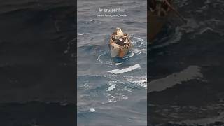 Princess Cruises Ship Diverts to Save Four People Adrift in Makeshift Sailboat. #cruise #cruises