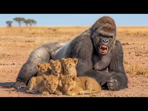 The Gorilla Raises 4 Lost Lion Cubs Years Later, They Return With a Shocking Surprise