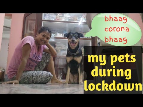 My pets, my daughters II Inside story II Lockdown days II #bidisharay