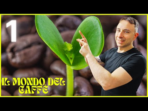Corso completo sul caffè: dal chicco alla tazzina, tutto ciò che devi sapere! PRIMA PUNTATA