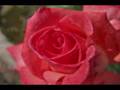 AUTUMN ROSE ( Ernesto Cortazar ).wmv 