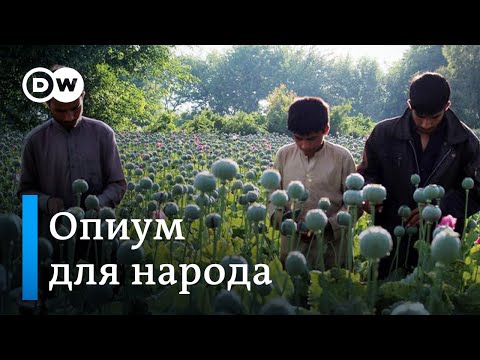 Опиум для народа: в Афганистане собирают урожай мака