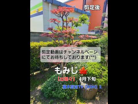 絶対知っておきたい4月・5月に剪定してはいけない植物8選  庭園