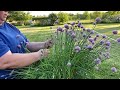 What to do with a flowering chive plant