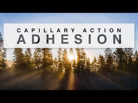 Adhesion in Water [Transpiration & Capillary Action]
