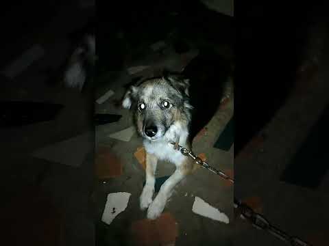 #hashtags #shortvideo dogs lover#fyp