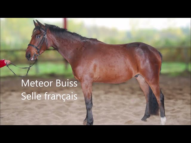 Ruin Selle Français Te koop 2022 Donker bruin / bai ,  COLORE, HOLST