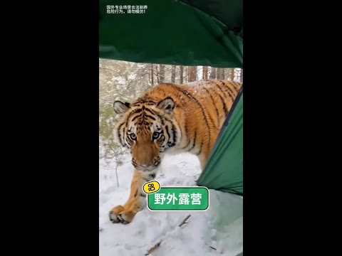 與百獸之王共度靜謐時光：荒野露營下的深情守護，那份跨越物種的安全感。