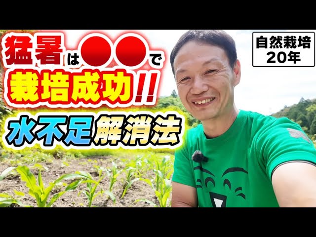 猛暑を乗り切る自然栽培の乾燥対策
