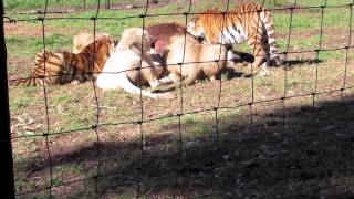 Feeding the Lions (Yikes!)