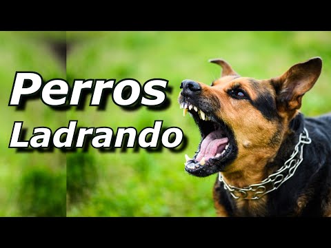 Perros Ladrando Muy Fuerte para molestar a tu perro o gato 🐶🔊 (Mira cómo REACCIONA tu PERRO)
