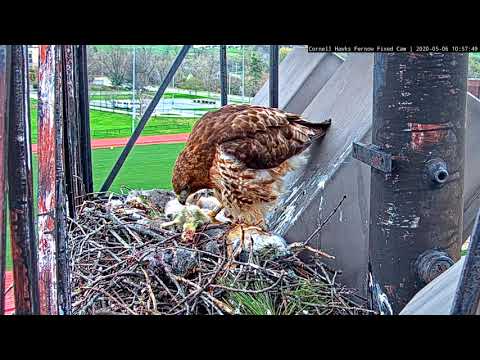 Arthur Delivers Gosling To Cornell Hawks Nest – May 6, 2020