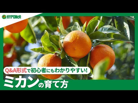 寒さに強い柑橘類をご存知ですか?知っておきたい丈夫な木ベスト3! 庭園