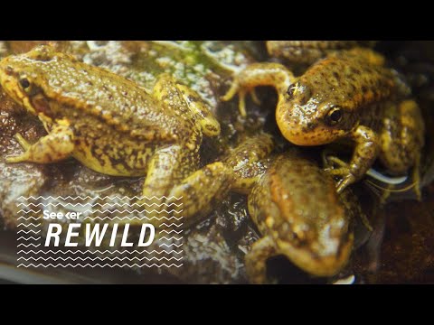 這種殺死青蛙的真菌可能會消滅整個物種。 (This Frog-Killing Fungus Could Wipe Out Entire Species)