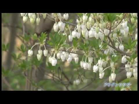 大阪市立大学理学部附属植物園「森の植物園」春