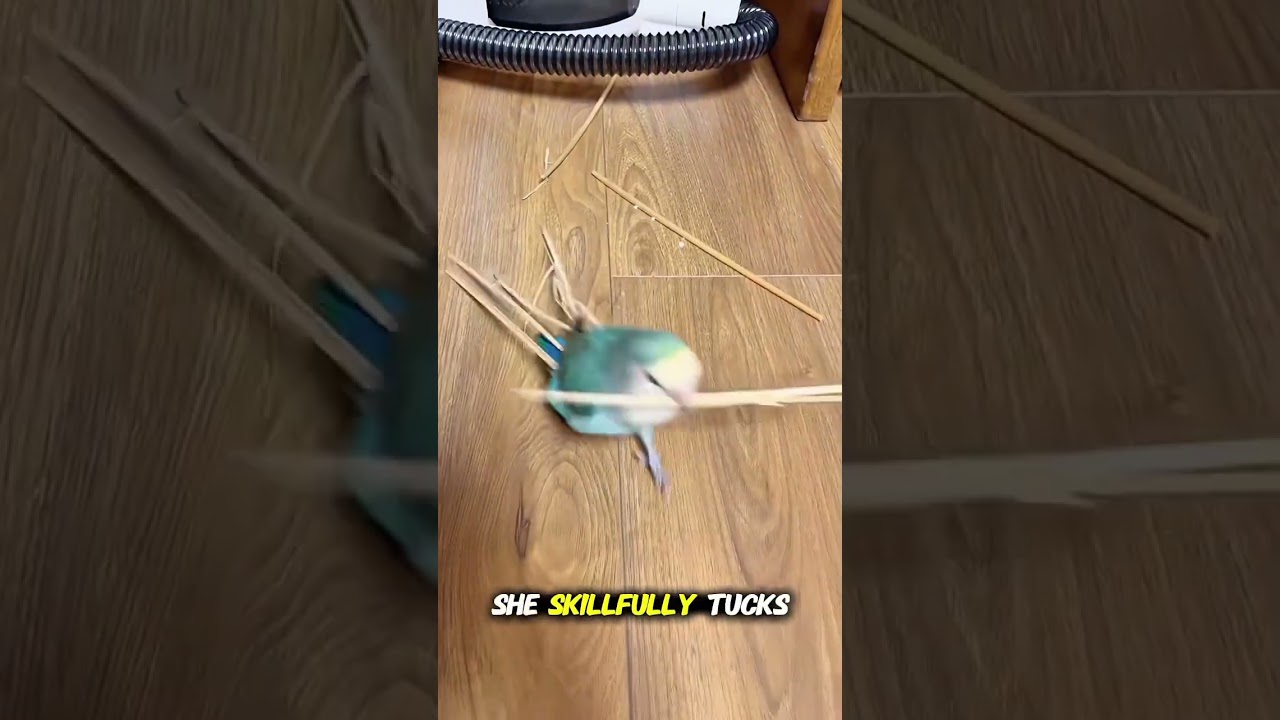 Lovebird Nesting Secrets| How These Cute Birds Build Their Perfect Home #lovebird #nesting