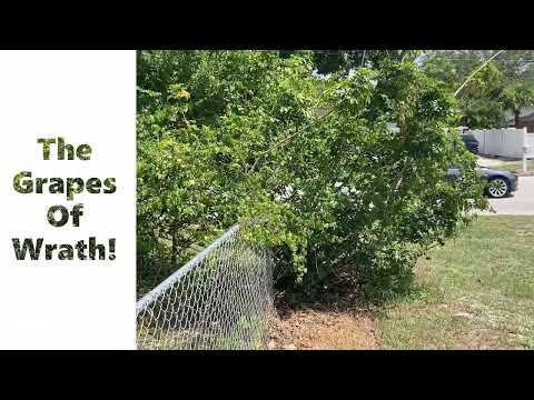 Restoration of overgrown hedge and fence line / Time Lapse. Vero Beach Florida