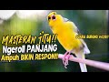 SUARA BURUNG 420 Kenari GACOR PANJANG INI Cocok Untuk Masteran KENARI PAUD Dan Kenari Macet BUNYI