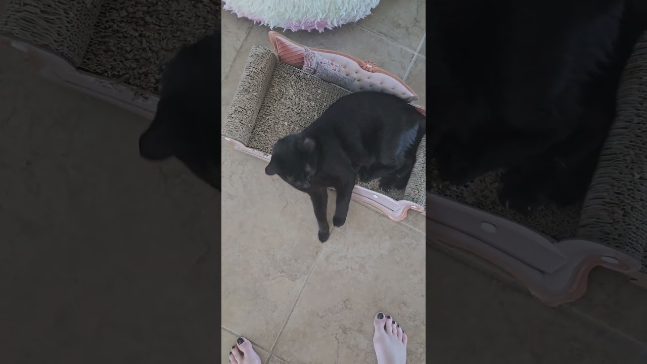 Enlarge Dexter, an adopted Domestic Short Hair in Ogden, UT video 4/6