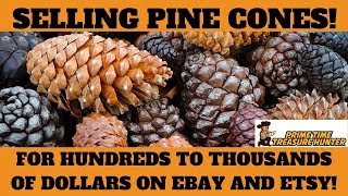 How to Make HUGE MONEY selling PINE CONES on Ebay and Etsy!