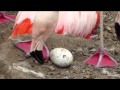 Chilean Flamingo Egg Pip