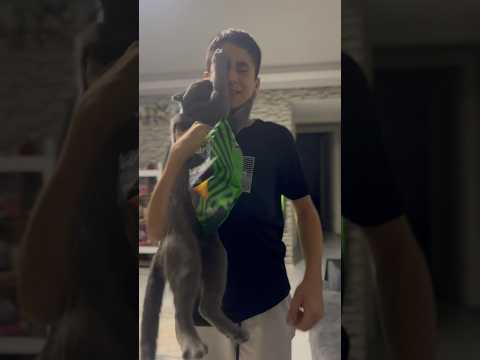 A True Story #funny #family #cat #shorts