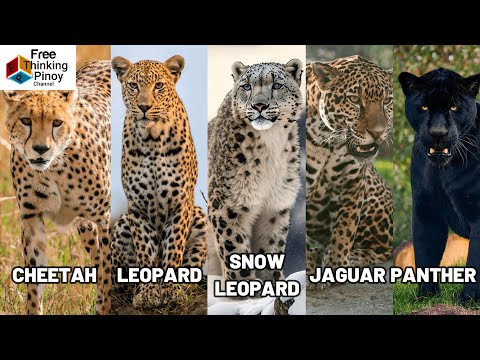 COMPILATION 70 ANIMALS LOOK ALIKE | Mga Hayop na Magkamukha