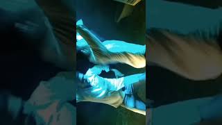 Download lagu Shilla Hau ka #shilpi raj ke #new short #video mp3