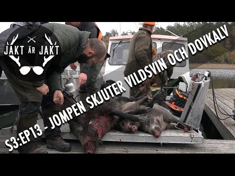 Jompen skjuter både Dov och Vildsvin. Drevjakt utanför Loftahammar S3:Ep13