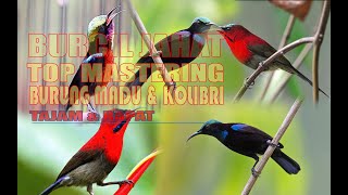 Download lagu MASTERAN BURUNG KECIL | KONIN, SEPAH RAJA, BLACK SUN BIRD | KONIN GACOR mp3