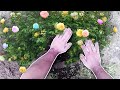 Planting A Garden