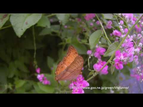 チャイロタテハの飛翔33倍スローモーション