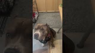 Video preview image #1 American Pit Bull Terrier-Unknown Mix Puppy For Sale in Princeton, MN, USA